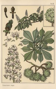 Estudo botânico do castanheiro de Eugene Grasset