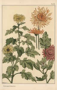Estudo botânico do crisântemo de Eugene Grasset