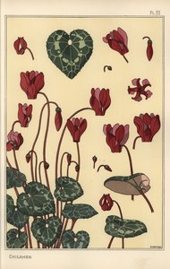 Ciclamen planta, com detalhes da flor, folhas, pétalas