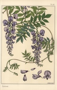 Estudo botânico Glycine de Eugene Grasset