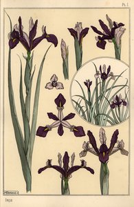 Iris plantas e partes de flores, com inset de Eugene Grasset