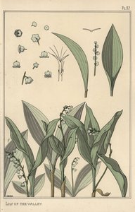 Lírio do vale, estudo botânico de Eugene Grasset
