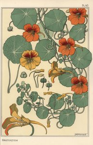 Estudo botânico do Nasturtium de Eugene Grasset