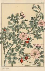 Estudo botânico da rosa selvagem de Eugene Grasset