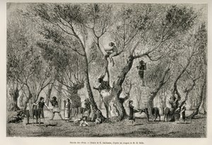 A coleção de azeitonas na região de Amphissa, desenho de E.Guillaume, para ilustrar a história de Henri Belle: Voyage en Greece de Eugene Guillaume