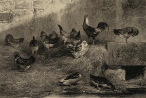 Galinhas e patos