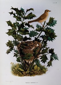 Cigarra de Jardim (Sylvia hortensis), gravura de Oscar Dressler, de Natural History of Birds that nest in Lombardy, de Eugenio Bettoni (1845-1898), Itália