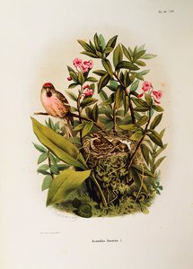 Ilustração da "História Natural das Aves que Nidificam na Lombardia" de Eugenio Bettoni, representando a família Redpoll Carduelis flammea comum, de Oscar Dressler