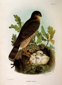 Ilustração da "História Natural das Aves que Nidificam na Lombardia" de Eugenio Bettoni representando o Gavião Eurasiático Accipiter nisus, de Oscar Dressler