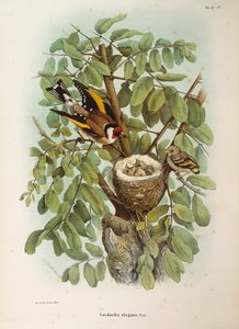 Ilustração da "História Natural das Aves que Nidificam na Lombardia" de Eugenio Bettoni, representando a família europeia Goldfinch Carduelis carduelis, de Oscar Dressler