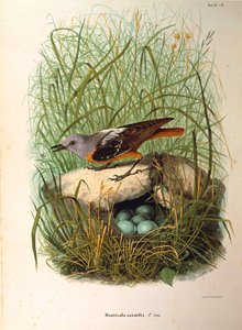 Ilustração da "História Natural das Aves que Nidificam na Lombardia", de Eugenio Bettoni, representando o Rock Thrush Monticola saxatilis fêmea por ninho, de Oscar Dressler de Eugenio Bettoni, Oscar Dressler