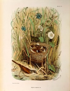 Ilustração da "História Natural das Aves que Nidificam na Lombardia" de Eugenio Bettoni representando Whitethroat Sylvia communis ou cinerea, de Oscar Dressler