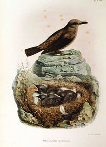 Ilustração da "História Natural das Aves que Nidificam na Lombardia" de Eugenio Bettoni representando Blue Rock Thrush Monticola solitarius, de Oscar Dressler
