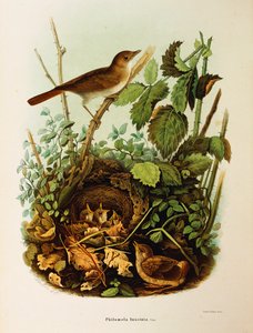 Ilustração de Eugenio Bettoni "História Natural das Aves que Nidificam na Lombardia" representando os megarhynchos do Nightingale Luscinia, de Oscar Dressler