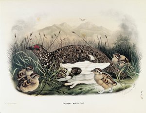 Ilustração da "História Natural das Aves que Nidificam na Lombardia" de Eugenio Bettoni representando Rock Ptarmigan Lagopus muta, de Oscar Dressler