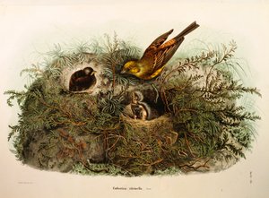 Ilustração da "História Natural das Aves que Nidificam na Lombardia" de Eugenio Bettoni, representando a Emberiza citrinella do Martelo Amarelo, de Oscar Dressler