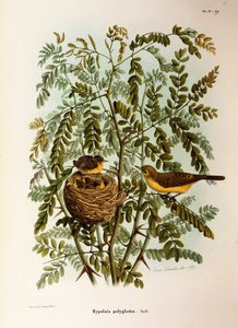 Ilustração da "História Natural das Aves que Nidificam na Lombardia" de Eugenio Bettoni, representando o Melodioso Hippolais Poliglota Hippolais, de Oscar Dressler