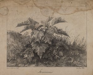 Estramónio de Eugenio Landesio