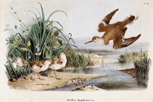 Representação da Guignette Becassine Chevalier (Actitis hypoleuca) (Cromolitografia)