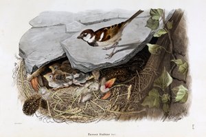 Representação do pardal Cisalpine (Passer domesticus italiae ou pardal italiano) (Cromolitografia