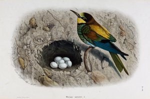 Representação do Comedor de Abelhas Europeu ou Merops apiaster (Cromolitografia