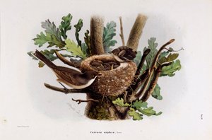 Representação da Falvette Curruca Orphea (Cromolitografia)