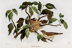 Representação da ave Hipolais salicaria Warbler (Cromolitografia