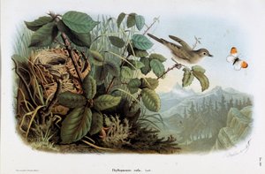Representação da galinha veloce (Phyllopneuste rufa) (Chiffchaff) (Chromolithography)