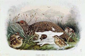 Representação da perdiz (Perdiz ou Lagopus mutus) (Cromolitografia