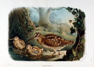 Representação do bico da madeira (Scolopax rusticola ou Woodck) (Cromolitografia
