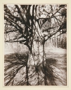 Faia de Eugène Atget