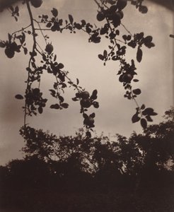 galho de macieira de Eugène Atget