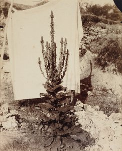 verbasco em flor de Eugène Atget