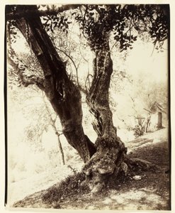 Olivier, Nice, c.1900 de Eugène Atget