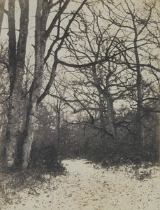 [Floresta de Fontainebleau], c. 1860. de Eugène Cuvelier