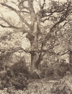 Perto do Bodmer, década de 1860.