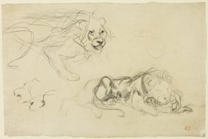 Estudos de Leões de Eugène Delacroix