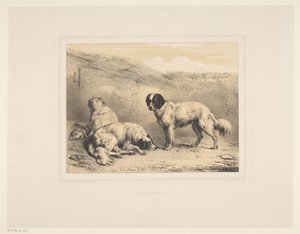 Três cachorros Vários animais (título da série) Etudes d