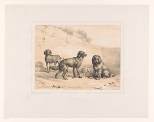 Drie honden
Diversos dieren (título da série)
Estudos com animais (título da série)