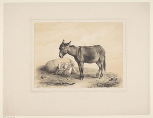 Rustende pakezel
Diversos dieren (título da série)
Estudos com animais (título da série) de Eugène Verboeckhoven
