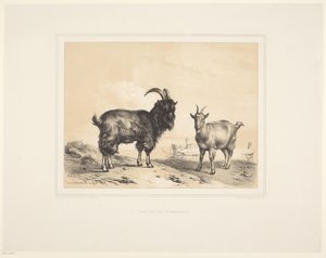 Duas cabras Vários animais (título da série) Estudos Animais (título da série)