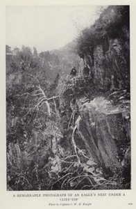 Uma fotografia notável de um ninho de águia debaixo de um penhasco (foto a p/b) de European Photographer