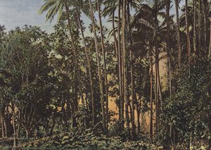 Floresta de coco