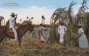 Havana, Cuba: Corte de cana de açúcar (foto) de European Photographer