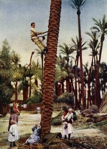 Palmeirais de Elche (foto) de European Photographer