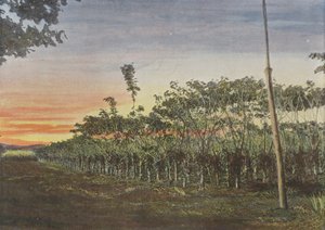 Vanillerie Sous Les Acacias de European Photographer