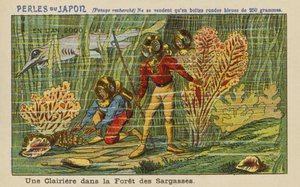 Uma clareira na Floresta Sargasso no ano 2000 de European School