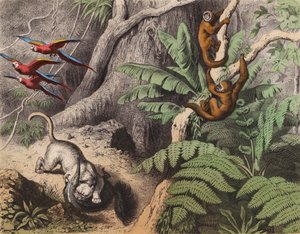 Uma floresta no Brasil (litografia a cores) de European School