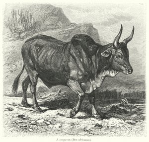 A sanga-ox, Bos africanus (gravura) de European School