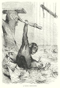 Um jovem chimpanzé (gravura) de European School
